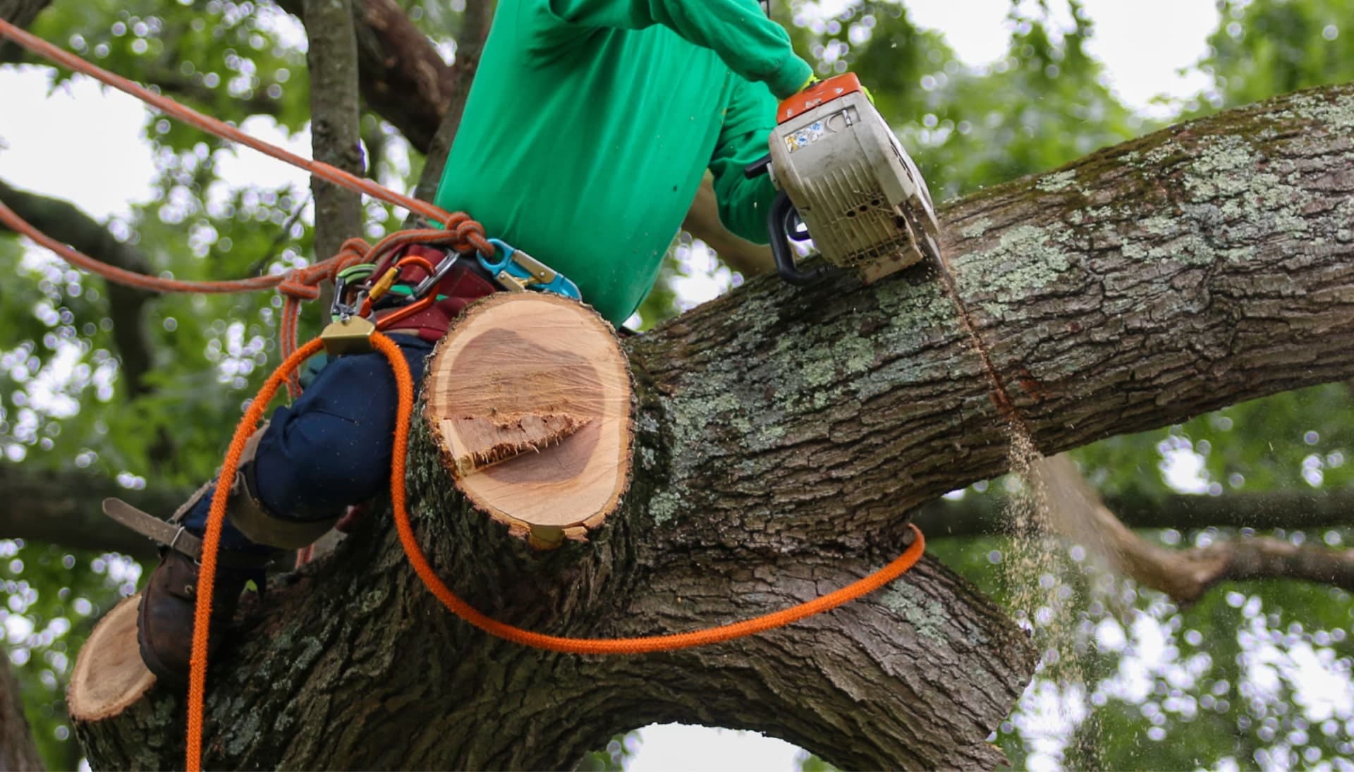 Shed your worries away with best tree removal in Naperville