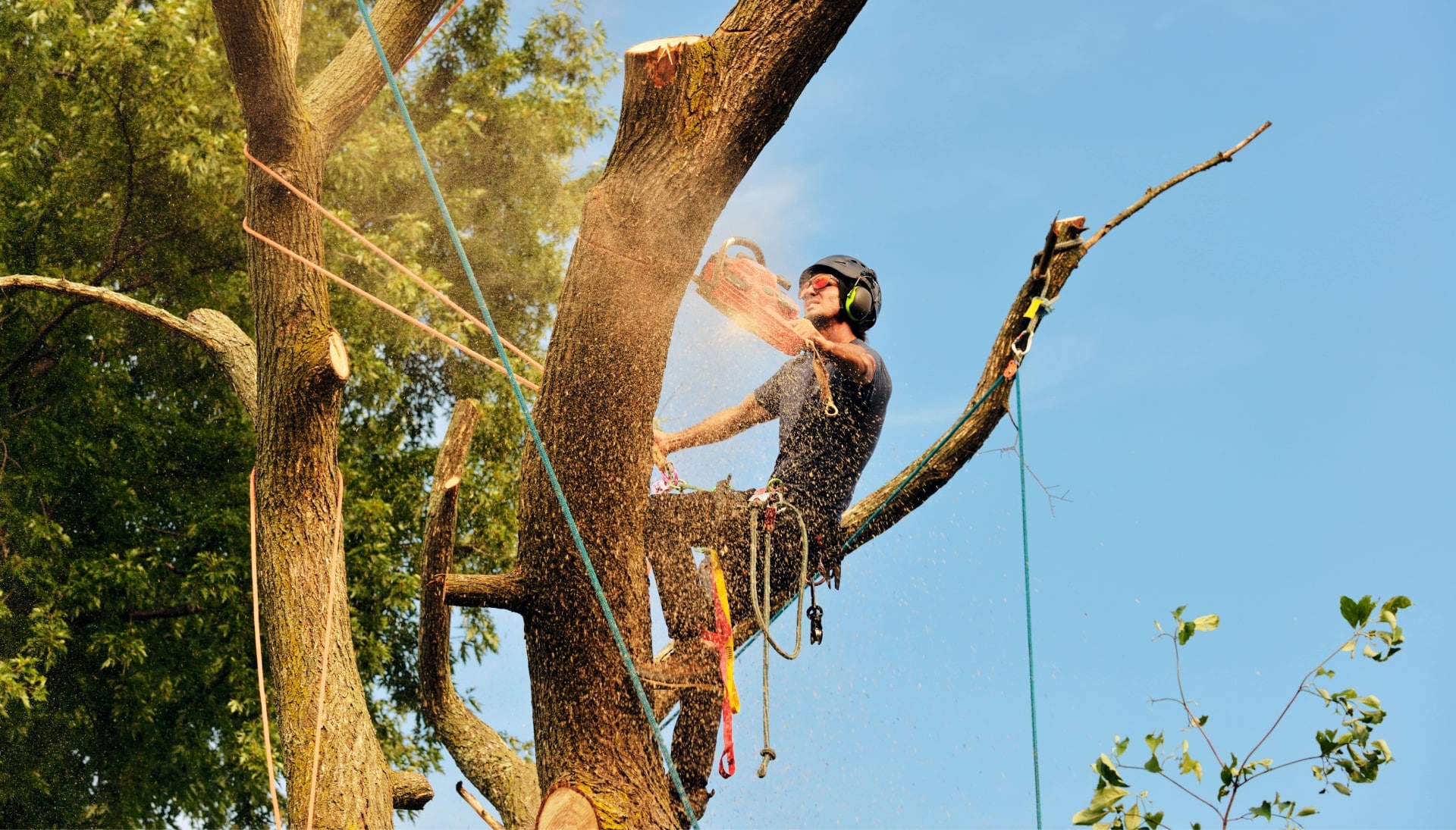 Get rid of tree problems with the expert tree removal contractors in Naperville