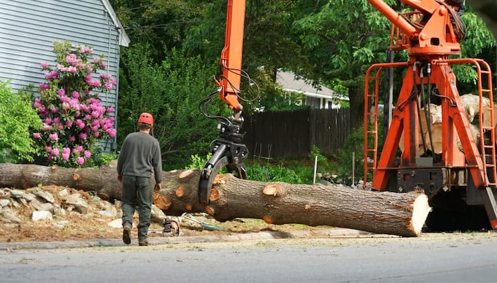 Local partner for Tree removal services in Naperville