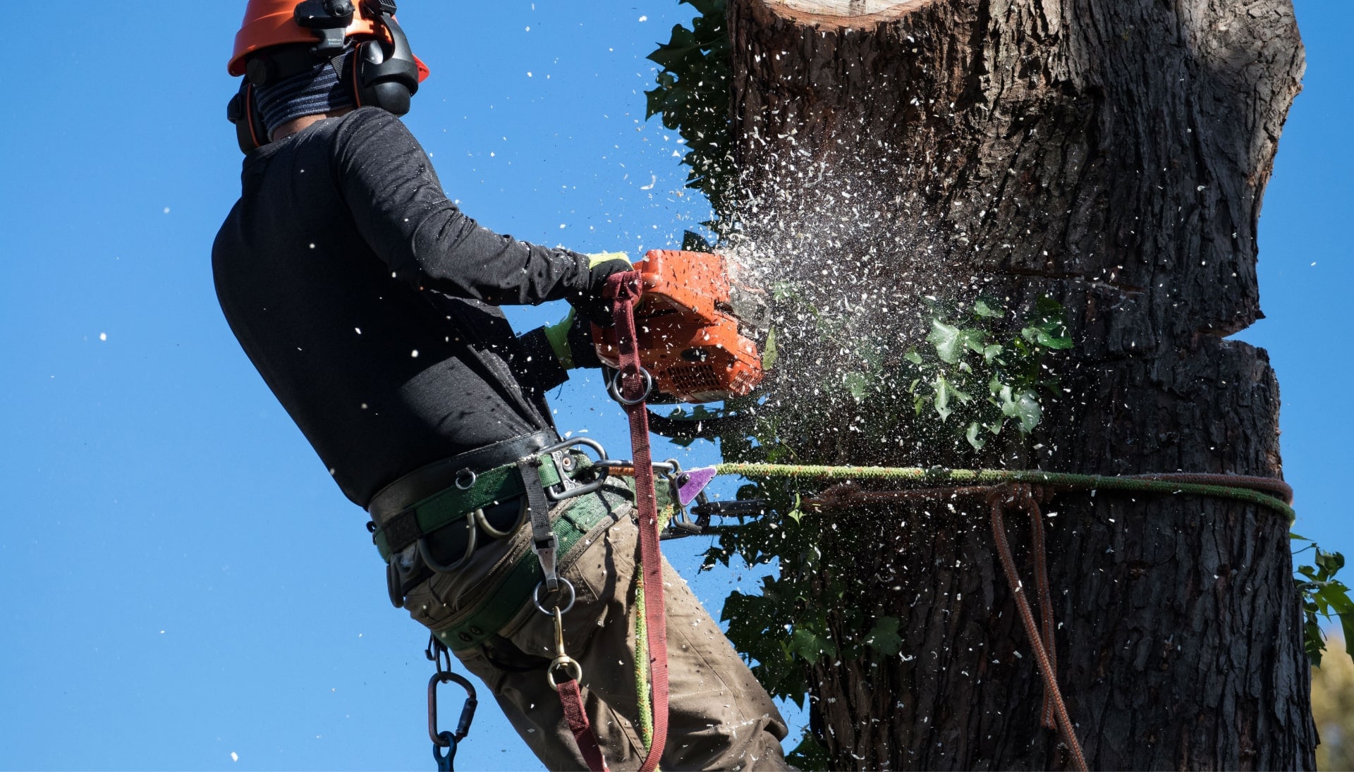 Professional Tree removal solutions in Naperville
